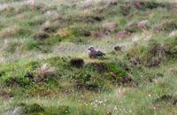 335 Insel Runde, Scua auf dem Fjell