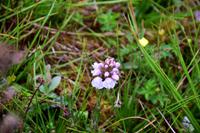 340 Insel Runde, Knabenkraut
