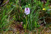 341 Insel Runde, Knabenkraut