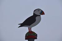 346 Insel Runde, Papageientaucher