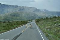 Panoramastraßen Norwegen-83