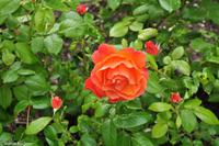 Panoramastraßen Norwegen-250