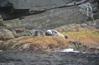 Hurtigruten - Polarlys-160