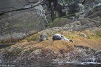 Hurtigruten - Polarlys-161