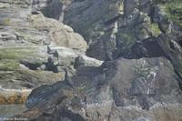 Hurtigruten - Polarlys-162