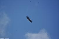 Hurtigruten - Polarlys-163