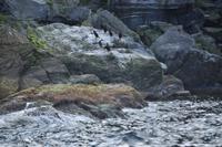 Hurtigruten - Polarlys-164