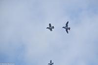 Hurtigruten - Polarlys-167