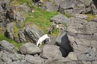 Hurtigruten - Polarlys-177