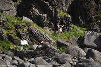 Hurtigruten - Polarlys-178