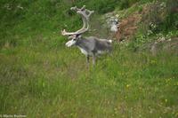 Hurtigruten - Polarlys-179