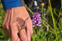 Hurtigruten - Polarlys-180
