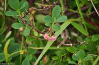 Hurtigruten - Polarlys-181