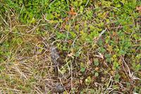 Hurtigruten - Polarlys-187