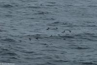 Hurtigruten - Polarlys-194