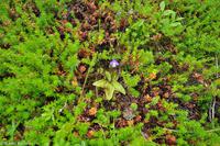 Hurtigruten - Polarlys-200