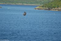 Hurtigruten - Polarlys-246