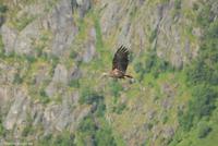 Hurtigruten - Polarlys-248