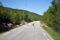 Ein Rentierkindergarten quert die Strasse