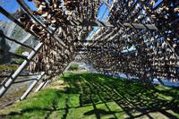 Wir danken - dass es kein Geruchs-Internet gibt!