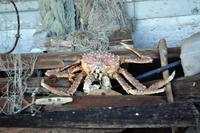 Die mittlerweile heimische Kamschatka-Riesenkrabbe