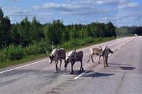 Die ersten Rentiere - Ja wir sind in Lappland