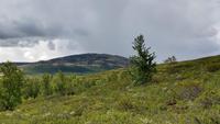 185 Dovrefjell, Moschusochsen-Safari
