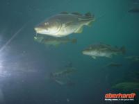 Atlantikpark in Alesund