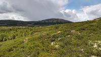 186 Dovrefjell, Moschusochsen-Safari