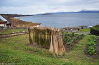 Hurtigruten - Finnmarken-240