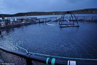 Hurtigruten - Finnmarken-322