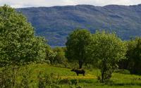187 Helgeland, unser Wunsch-Elch