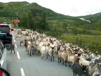 Auf der Hardangervidda