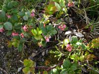 Pflanzenvielfalt Norwegens