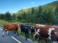 Sognefjell-Gebirgsstraße 