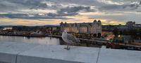 Oslo am Abend mit Möwe