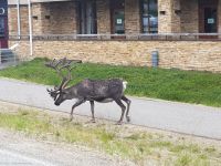 Rentier vor unserem Hotel