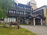 Rentier vor unserem Hotel