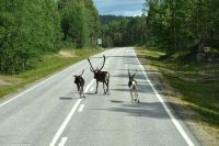 Rentiere in Lappland
