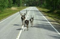 Rentiere in Lappland