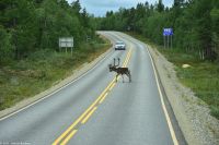 Rentiere in Lappland