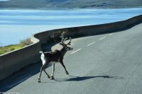 Rentiere am Porsangerfjord