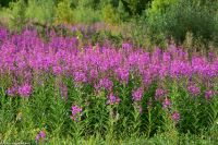 Alta Museum - Felsritzungen - UNESCO Weltkulturerbe