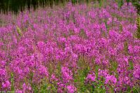 Alta Museum - Felsritzungen - UNESCO Weltkulturerbe