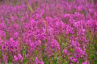 Alta Museum - Felsritzungen - UNESCO Weltkulturerbe