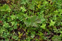 Alta Museum - Felsritzungen - UNESCO Weltkulturerbe - Moltebeere