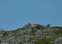 Lofoten - Rundfahrt zum Raftsund und Trollfjord - Ein Seeadler