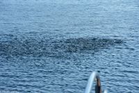 Lofoten - Rundfahrt zum Raftsund und Trollfjord - die See 