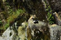 Lofoten - Rundfahrt zum Raftsund und Trollfjord - Eine Lumme im Fels