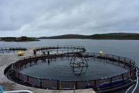Brönnöysund - Lachszucht